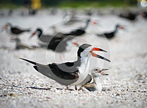 Skimmer Bird and Baby Chick Nesting on the Beach