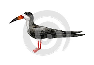 Skimmer bird illustration. Realistic detailed coast bird image. Rynchops niger wildlife avian illustration. Black