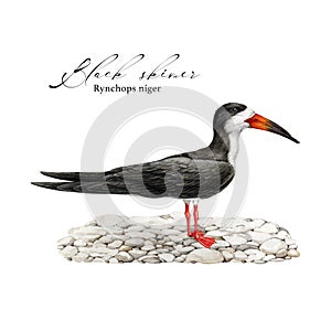 Skimmer bird on pebble ground illustration. Realistic detailed coast bird image. Rynchops niger wildlife avian