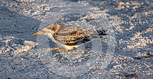 Skimmer Chick Looking Left on Indian Rocks Beach, Florida