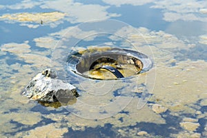 Skimmer filtering water in natural swimming pond, biologicaly purifying pool