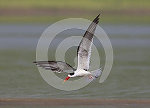 Skimmer in flight, Tern-like birds from Laridae family at Chambal river in Rajasthan, India.