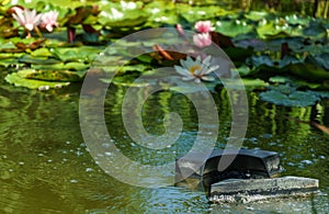 Skimmer floats on surface of water in pond. Close-up. Beautiful and clean pond with blurred water lilies on background. Skimmer photo