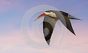 Skimmer flying closeup at sunset