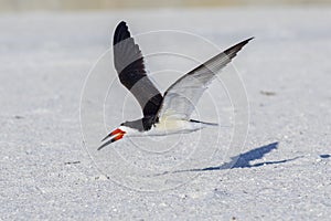 Skimmer Flying Low, Wings Spread Out