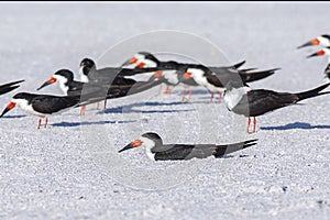 Skimmer Roosting On Nest On The Beach