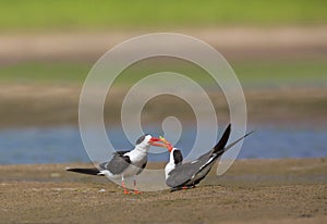 Skimmers courtship, Tern-like birds from Laridae family, Chambal river, Rajasthan, India.