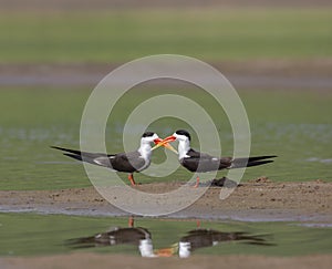 Skimmers courtship, Tern-like birds from Laridae family at Chambal river in Rajasthan, India.