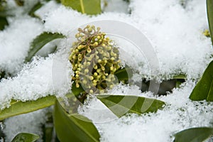 Skimmia x confusa `Kew Green`