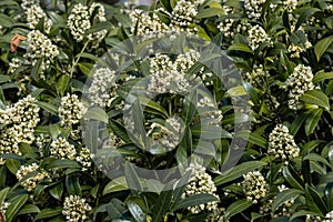 Skimmia x confusa Kew Green