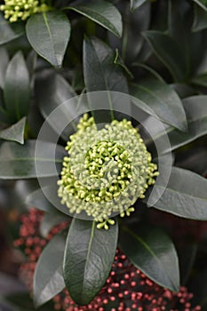 Skimmia Fragrant Cloud