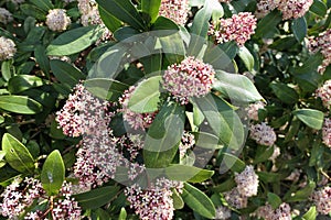 Skimmia japonica bush in bloom