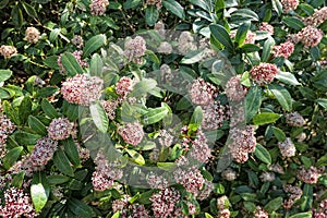Skimmia japonica bush in bloom