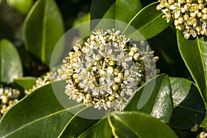 Skimmia japonica `Fragrans