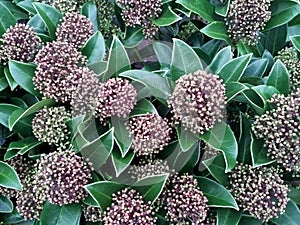 Skimmia japonica 'Fragrant Cloud'