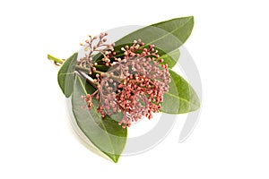 Skimmia japonica isolated on white background
