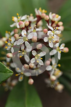 Skimmia japonica, the Japanese skimmia flower on a green background