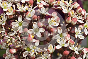 Skimmia japonica 'Rubella' photo