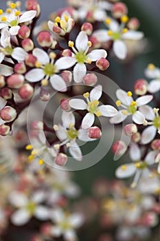 Skimmia japonica 'Rubella' photo