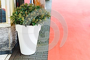 Skimmia Japonica Rubella flower with green leaves, berries in big white pot near building entrance and Red carpet. Stock photo
