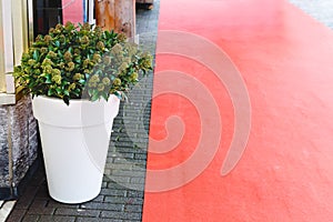 Skimmia Japonica Rubella flower with green leaves, berries in big white pot near building entrance and Red carpet. Stock photo