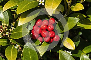 Skimmia japonica subsp reevesiana photo