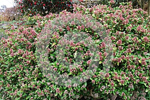 Skimmia japonica \'Veitchii\' at Holehird Gardens near Windermere, Lake District, Cumbria, England, UK