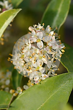 Skimmia Marlot