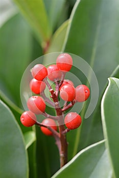 Skimmia Passion