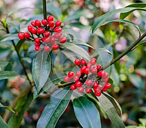 Skimmia reevesianna with oval red berries. Botany in Poland