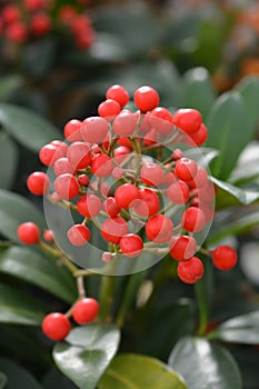 Skimmia Rubella