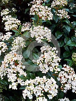 Skimmias are easy-care and handsome evergreen shrubs that also bear fragrant flowers in spring