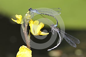 Skimming Bluet Damselflies Mating