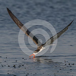 Skimming the Chobe river for fish