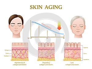 Skin Aging Anatomy