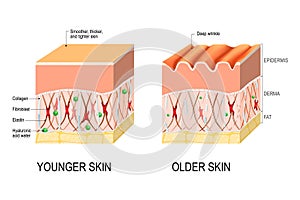 Pelle invecchiamento. differenza fra pelle da giovane un più vecchio 