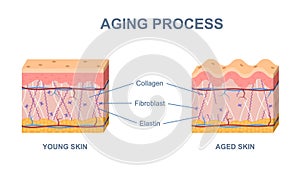 Skin aging process