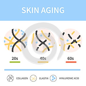 Skin collagen and elastin depletion with age illustration photo