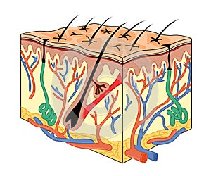 Skin anatomy