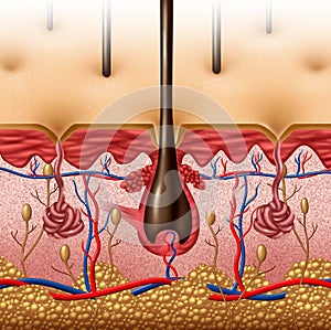 Skin Anatomy photo