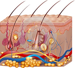 Skin anatomy