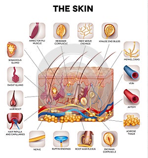 Skin anatomy