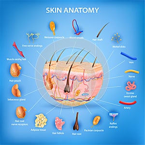 Skin Anatomy Background