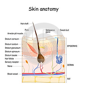 Skin anatomy. Cross section of the human skin