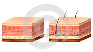 Skin Anatomy detailed vector illustration. Structure of the human skin. Layers skin: epidermis, dermis, and the photo