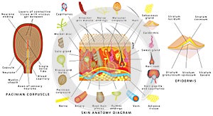 Skin anatomy diagram