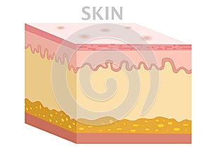 Skin anatomy, diagram. Basic human skin layer. Cubic cross section. Organ structure parts dermis, epidermis, subcutis, hypodermis. photo