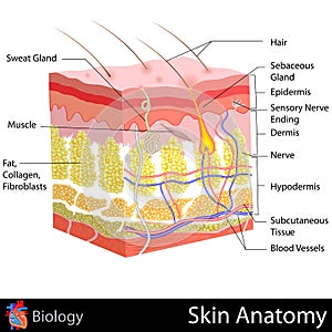 Skin Anatomy photo