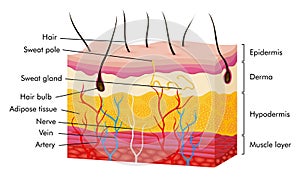 Skin anatomy. Human body skin vector illustration with parts vein artery hair sweat gland epidermis dermis and photo
