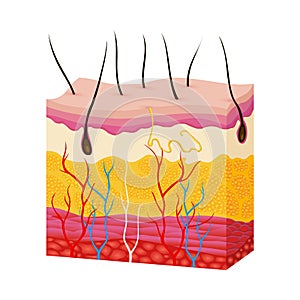 Skin anatomy. Human body skin vector illustration with parts vein artery hair sweat gland epidermis dermis and photo